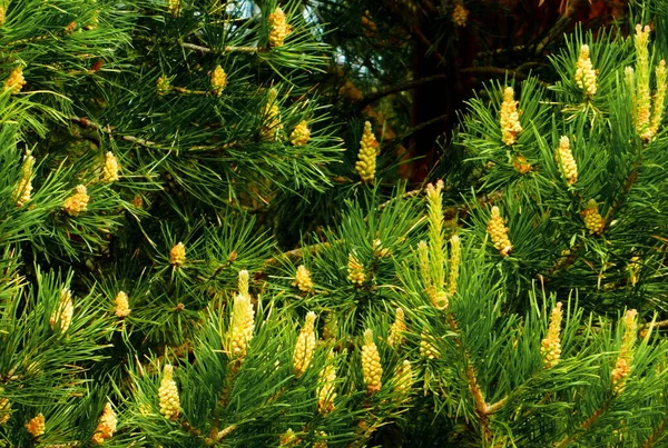 Varied Flora Altaya Pleases Eye Photographer Wood Steppe Royalty Free Stock Photos