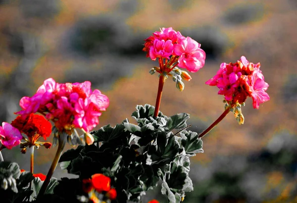 Vielfältige Flora Altaya Erfreut Auge Des Fotografen Wald Und Steppe — Stockfoto