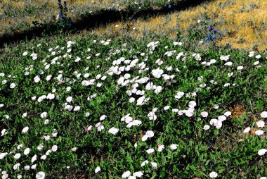 Çeşitli bitki örtüleri Altaya, fotoğrafçıyı ağaçlar ve bozkırlar içinde mutlu eder.