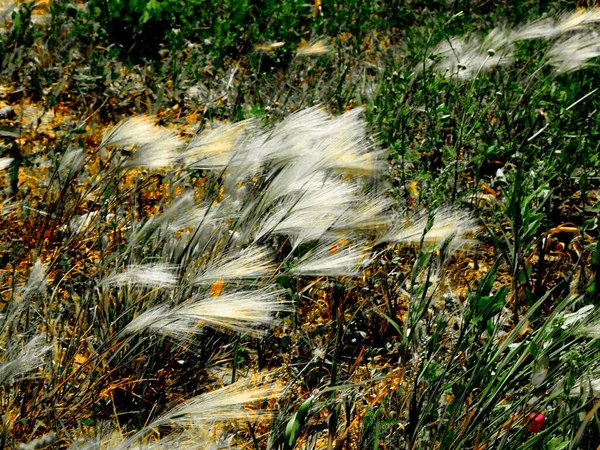 Gevarieerde Flora Altaya Behaagt Oog Van Fotograaf Hout Steppe — Stockfoto