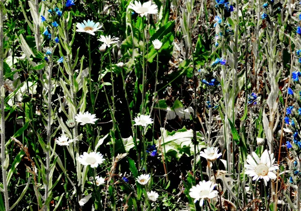 Zróżnicowana Flora Altaya Cieszy Oko Fotografa Drewnie Stepie — Zdjęcie stockowe