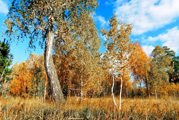 Manzaralar Ahşap Bozkırlar Altaya Lütfen Ressamın Gözü — Stok fotoğraf