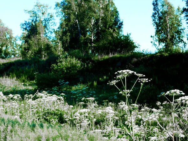 風景木と草原アルタヤはアーティストの目をお願いします — ストック写真