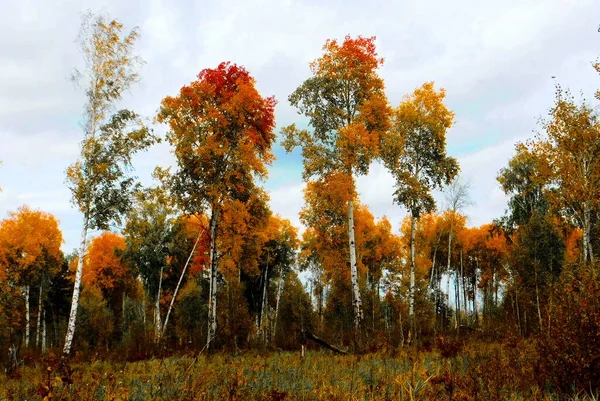 風景木と草原アルタヤはアーティストの目をお願いします — ストック写真