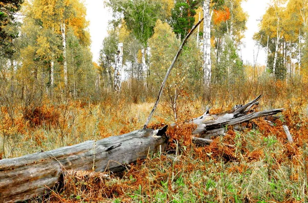 Paisajes Madera Estepas Altaya Por Favor Ojo Del Artista —  Fotos de Stock