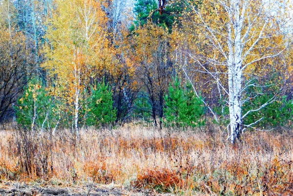 Manzaralar Ahşap Bozkırlar Altaya Lütfen Ressamın Gözü — Stok fotoğraf