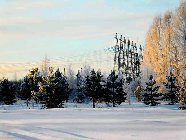 Landskap Trä Och Stäpper Altaya Vänligen Öga Konstnären — Stockfoto