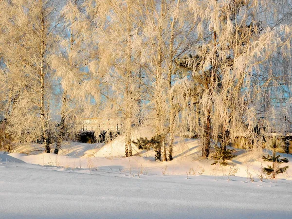 Landskap Trä Och Stäpper Altaya Vänligen Öga Konstnären — Stockfoto