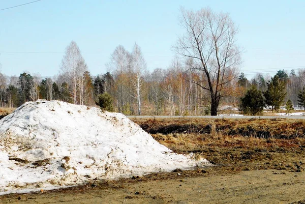 Landskap Trä Och Stäpper Altaya Vänligen Öga Konstnären — Stockfoto