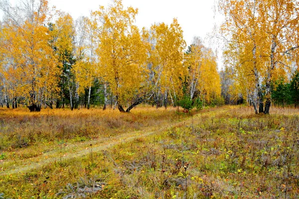 Paisajes Madera Estepas Altaya Por Favor Ojo Del Artista —  Fotos de Stock