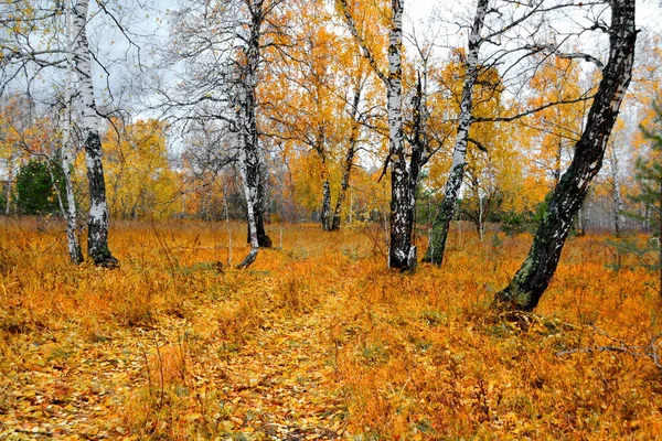 Krajina Dřevo Stepi Altaya Prosím Oko Umělce — Stock fotografie