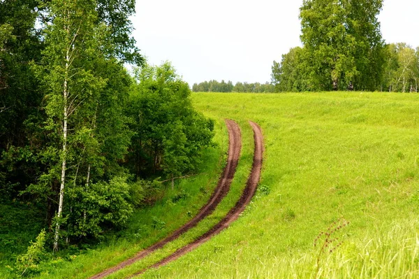 Paesaggi Legno Steppe Altaya Favore Occhio Dell Artista — Foto Stock