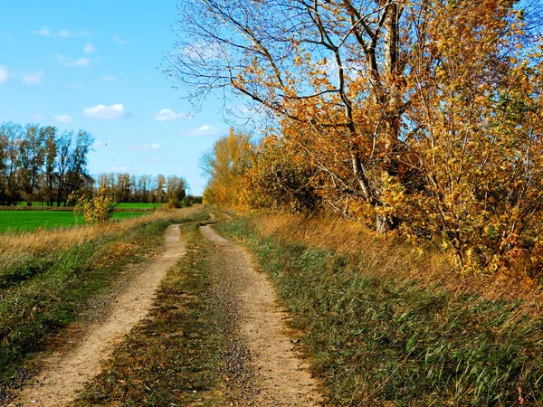 Landscapes Wood Steppes Altaya Please Eye Artist — Stock Photo, Image