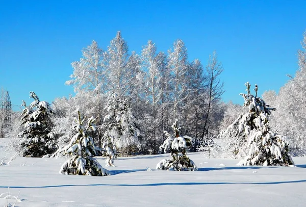 Landscapes Wood Steppes Altaya Please Eye Artist — Stock Photo, Image