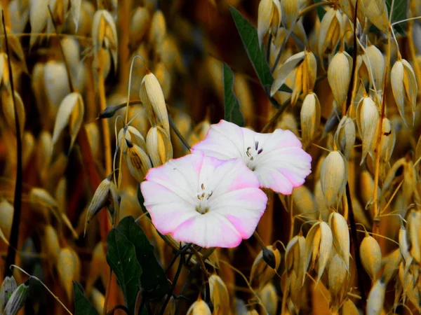 Vielfältige Flora Altaya Erfreut Auge Des Fotografen Wald Und Steppe — Stockfoto