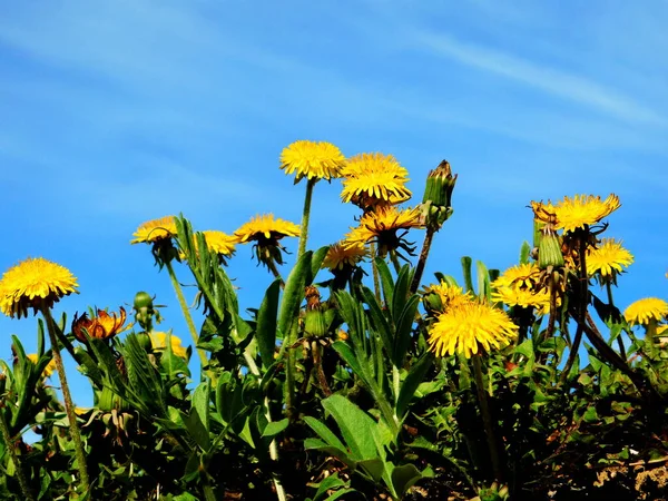 Flora Variada Altaya Agrada Olho Fotógrafo Madeira Estepe — Fotografia de Stock