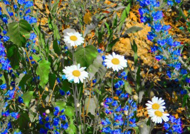 Çeşitli bitki örtüleri Altaya, fotoğrafçıyı ağaçlar ve bozkırlar içinde mutlu eder.