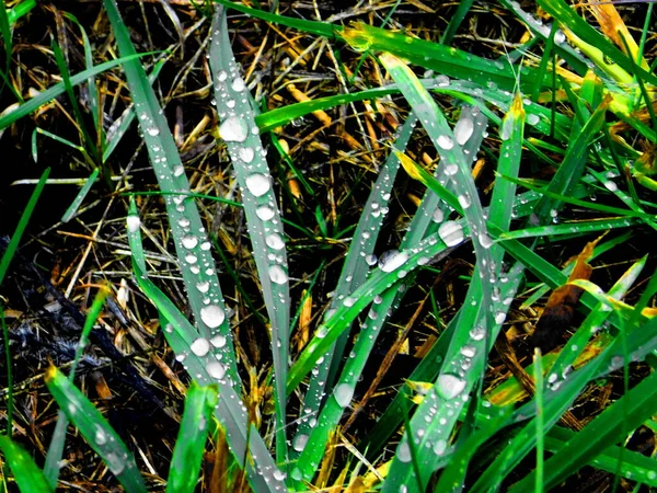 不同的植物Altaya在树林和草原上取悦摄影师的眼睛 — 图库照片