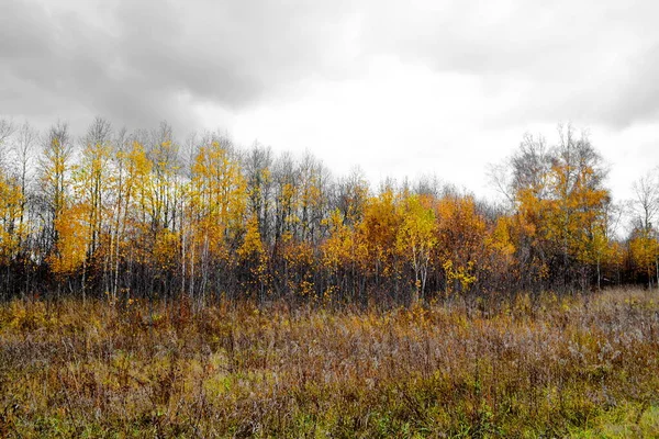 Paesaggi Legno Steppe Altaya Favore Occhio Dell Artista — Foto Stock