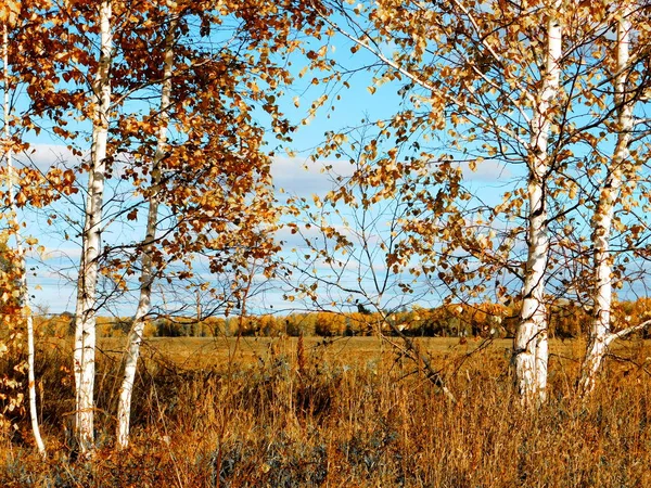 Landschappen Hout Steppen Altaya Gelieve Oog Van Kunstenaar — Stockfoto