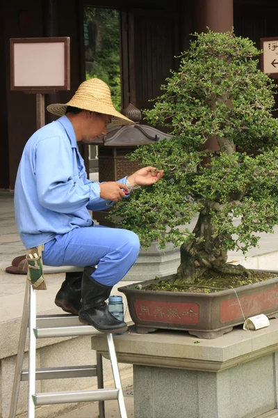Arbetstagaren beskärning bonsaiträd, chi lin nunnekloster, hong kong — Stockfoto