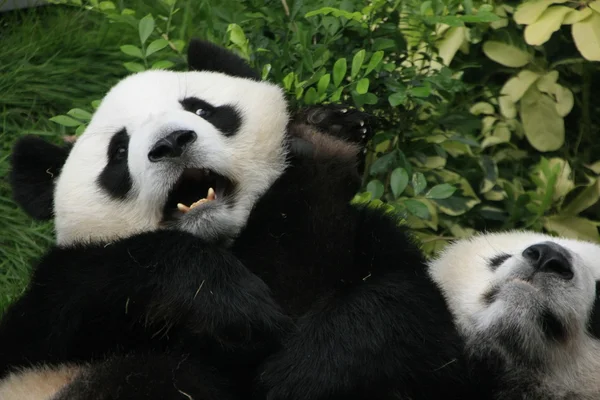 Orsi panda giganti che rotolano insieme (Ailuropoda Melanoleuca), Cina — Foto Stock