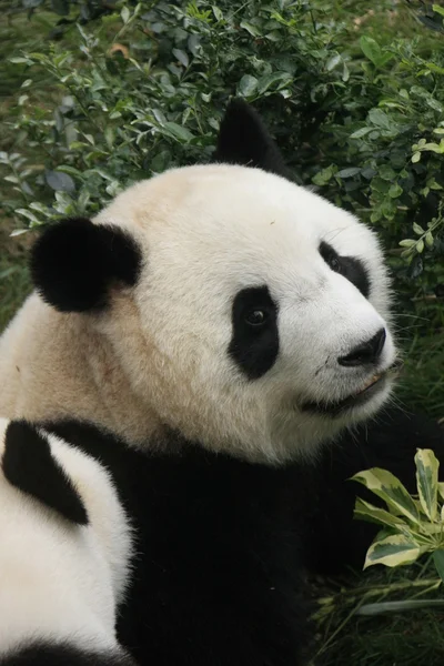 Portrait of giant panda bear (Ailuropoda Melanoleuca), China — Stock Photo, Image