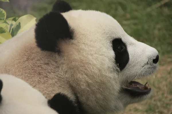 Arckép-ból óriás panda medve (Óriáspanda melanoleuca), Kína — Stock Fotó