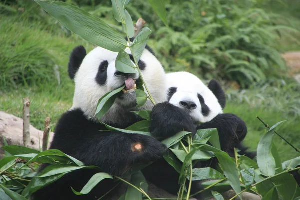 Retrato de ursos panda gigantes (Ailuropoda Melanoleuca) comendo bambu, China — Fotografia de Stock