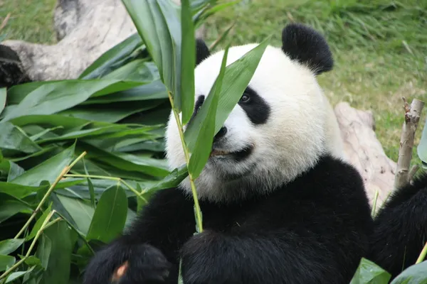 Портрет гигантской панды (Ailuropoda Melanoleuca), поедающей бамбук, Китай — стоковое фото