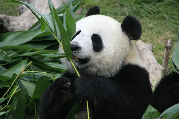 Портрет гигантской панды (Ailuropoda Melanoleuca), поедающей бамбук, Китай — стоковое фото
