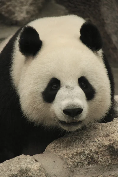 Portrait of giant panda bear (Ailuropoda Melanoleuca), China — Stock Photo, Image