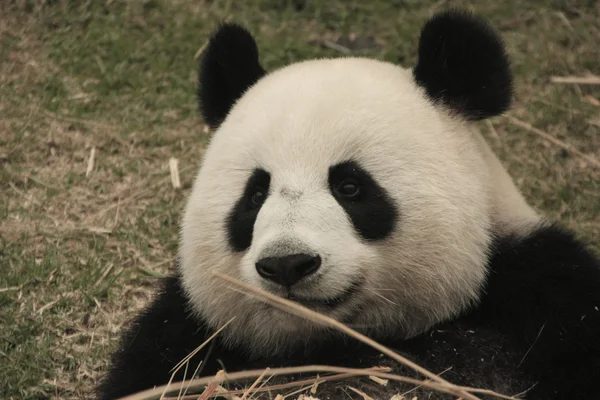 Portrait of giant panda bear (Ailuropoda Melanoleuca) eating bamboo, China — Stock Photo, Image