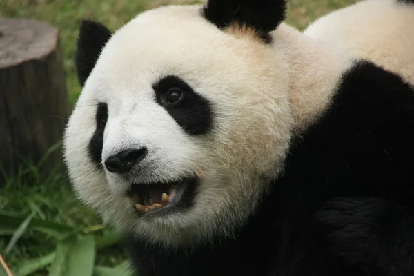 Retrato de urso panda gigante (Ailuropoda Melanoleuca), China — Fotografia de Stock