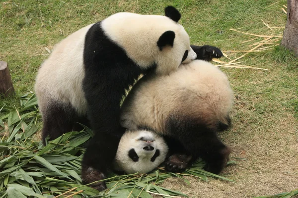 Giant panda bears (Ailuropoda Melanoleuca) playing together , China — Stock Photo, Image