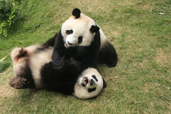 Giant panda bears (Ailuropoda Melanoleuca) playing together, China — стоковое фото