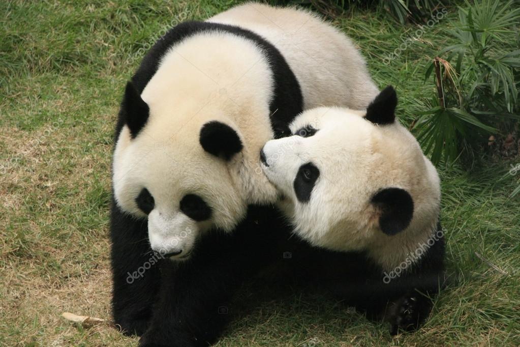 Osos Panda Gigantes Ailuropoda Melanoleuca Jugando Juntos China 2023 