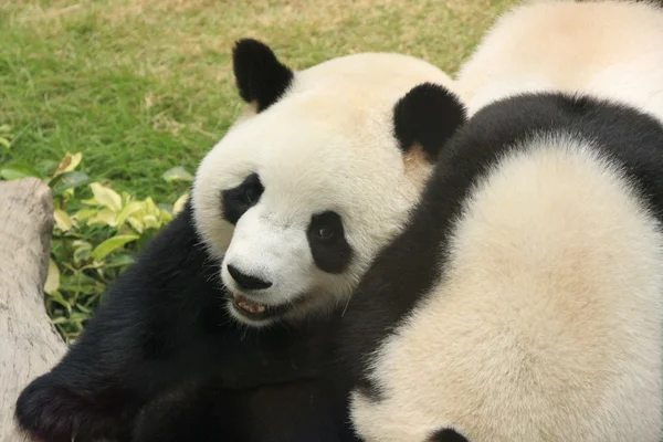 Giant panda bears (Ailuropoda Melanoleuca) playing together, China — Stock Photo, Image