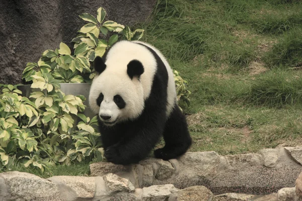 Giant panda bear (Ailuropoda Melanoleuca), China — Stock Photo, Image