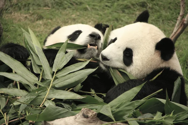 Giant panda bears eating bamboo (Ailuropoda Melanoleuca), China — Stock Photo, Image