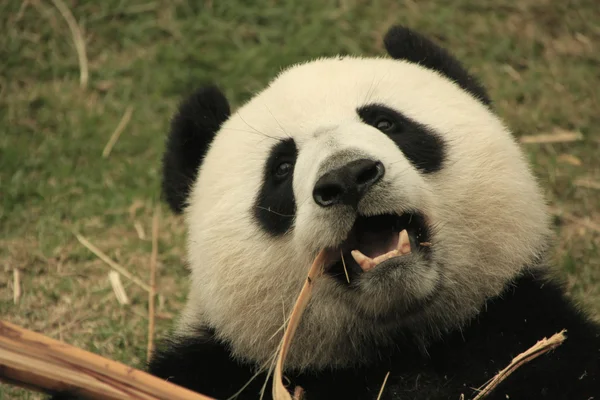 Arckép-ból óriás panda medve (Óriáspanda melanoleuca) eszik, bambusz, Kína — Stock Fotó