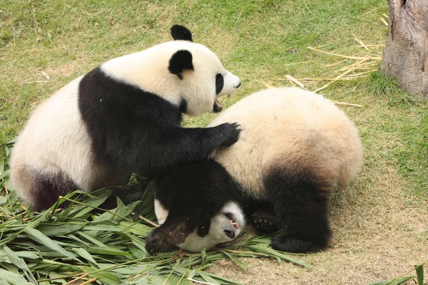 Osos panda gigantes (Ailuropoda Melanoleuca) rodando juntos, China — Foto de Stock