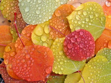 Colorful aspen leaves with raindrops clipart