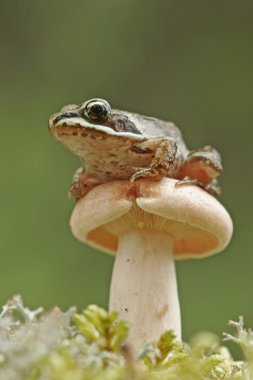 Wood frog (Rana cylvatica) clipart