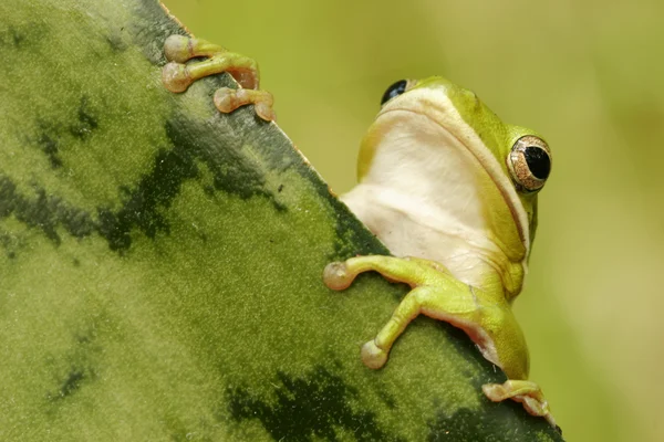 Green treefrog (Hyla cinerea) — Stock Photo, Image