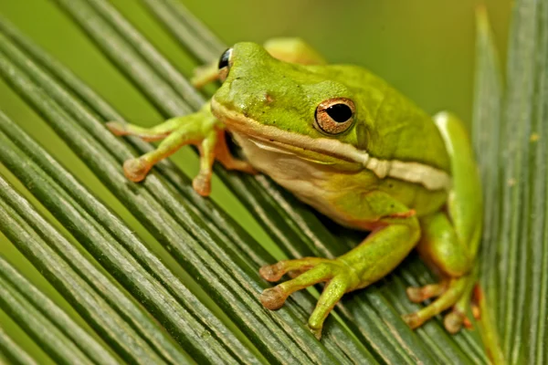 Green treefrog (Hyla cinerea) — Stock Photo, Image