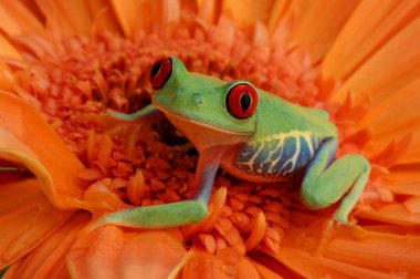 Kırmızı treefrog (amfibi callidryas)