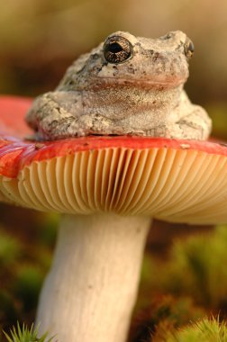 Gri treefrog (yeşil versicolor)