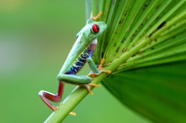 Kırmızı treefrog (amfibi callidryas)