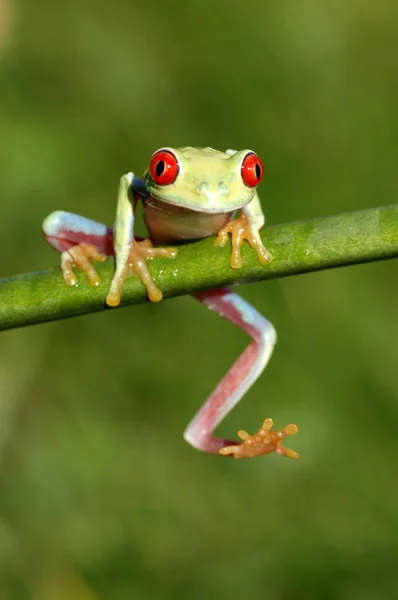 Rode-ogen klimmende (Agalychnis callidryas) — Stockfoto